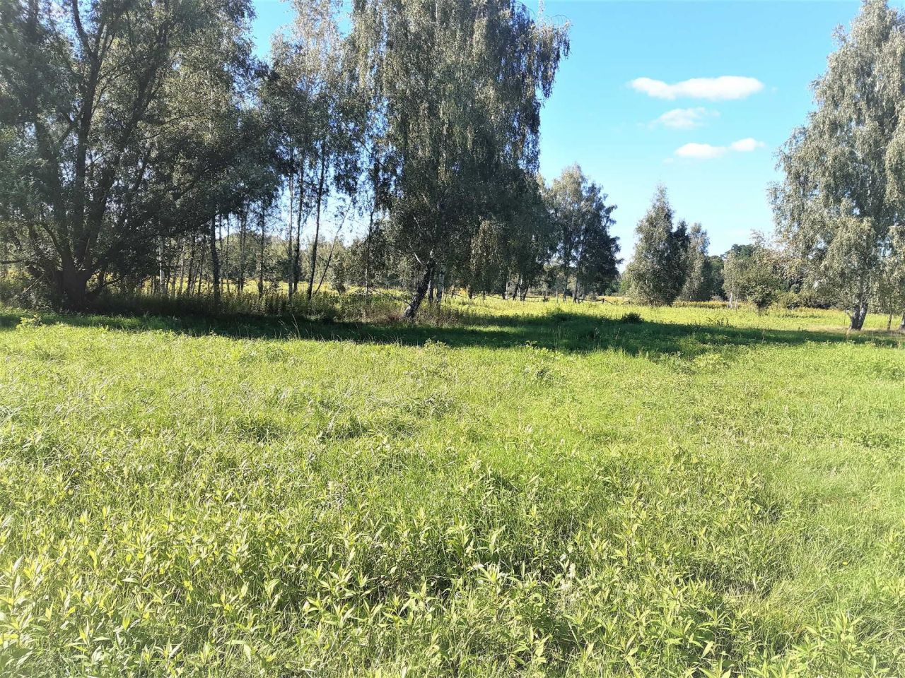 Działka rolno-budowlana Dąbrowa. Zdjęcie 3