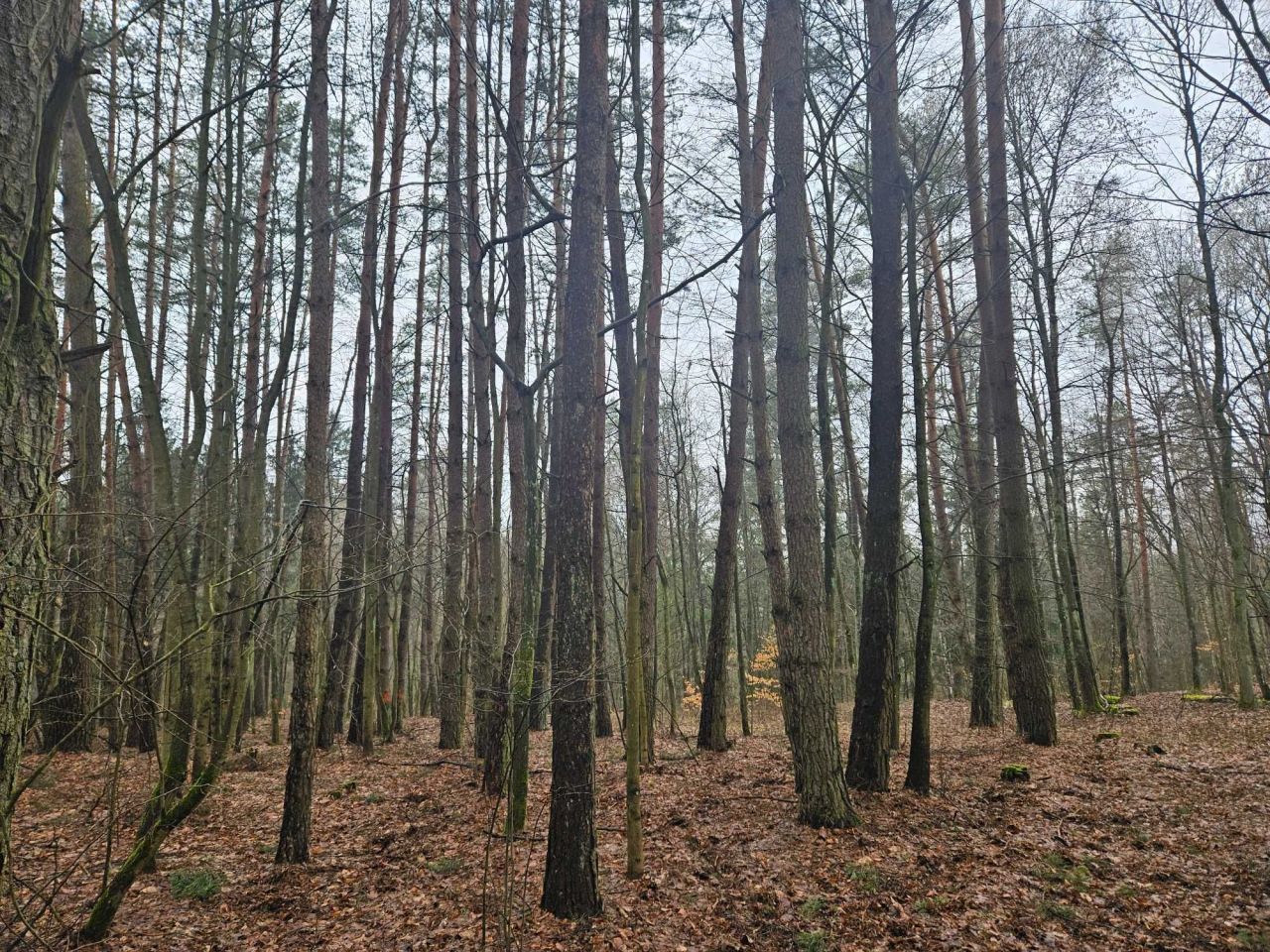 Działka leśna Spręcowo