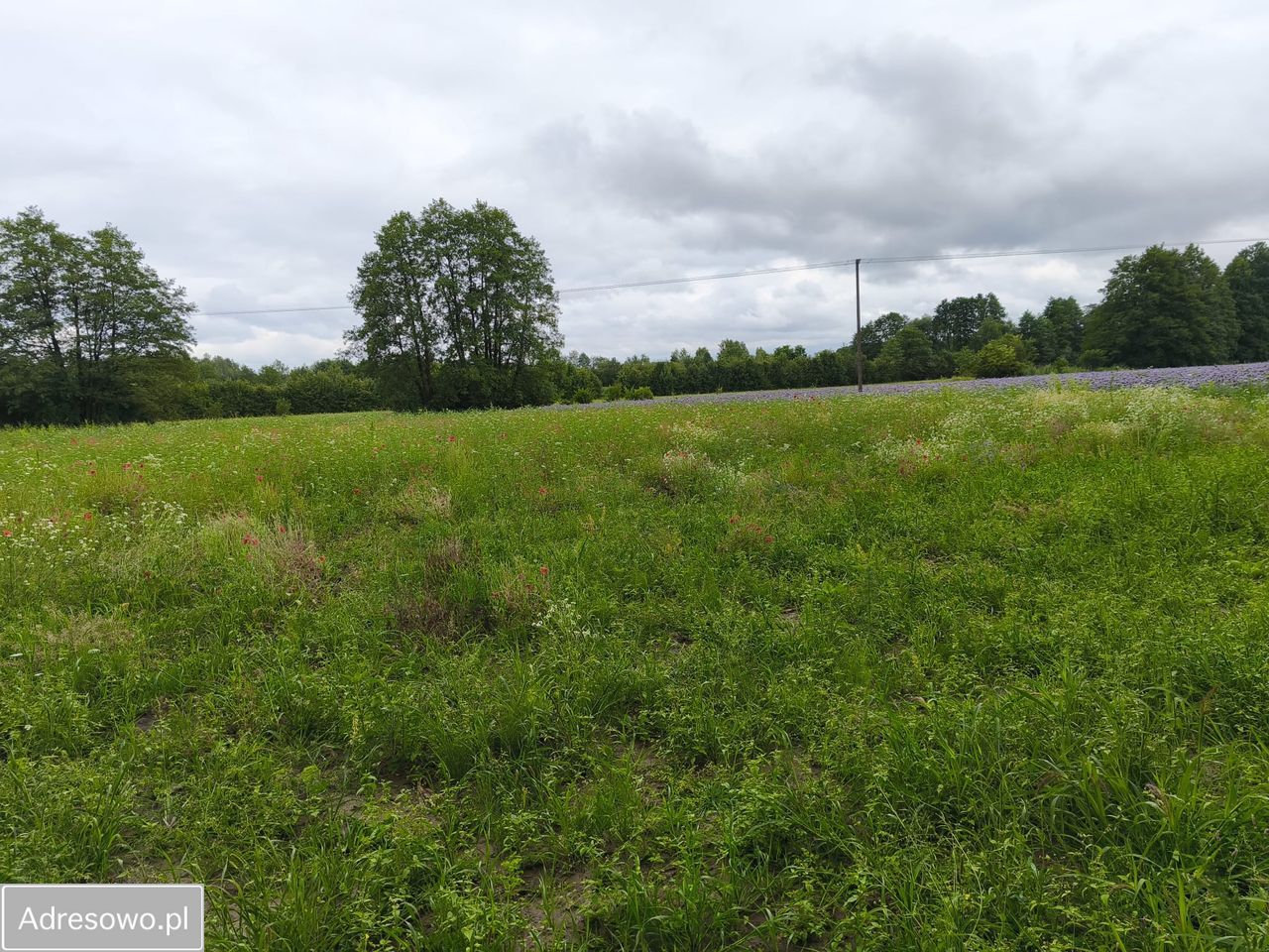 Działka budowlana Chrośna. Zdjęcie 5