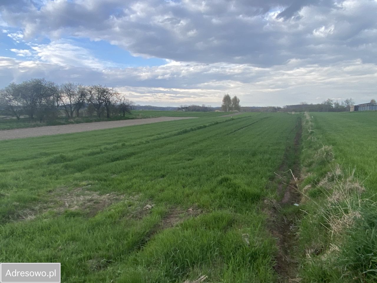 Działka rolno-budowlana Cholerzyn. Zdjęcie 1