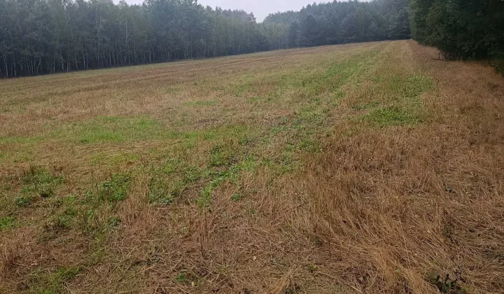 Działka budowlana Radoszyna