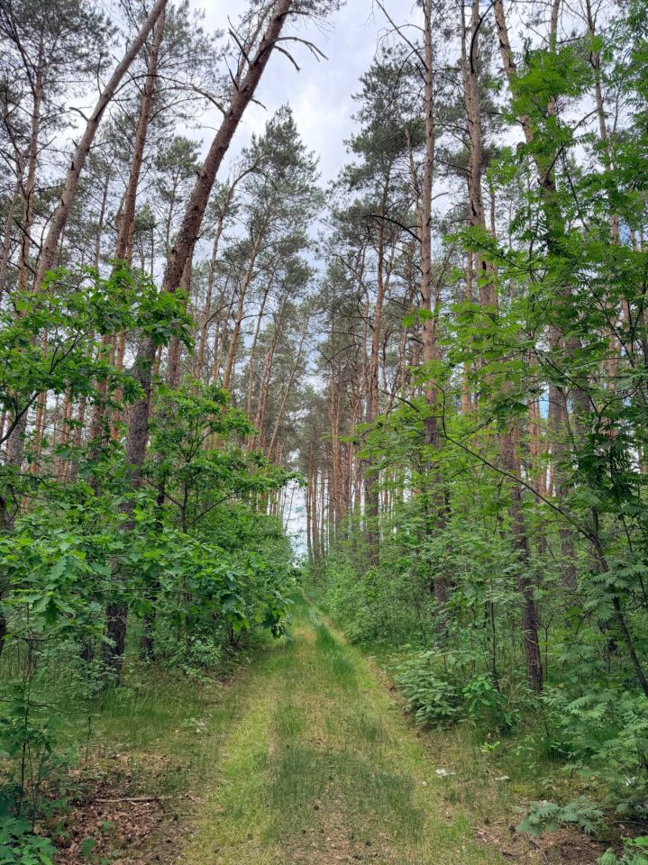 Działka leśna Lewkówka. Zdjęcie 8