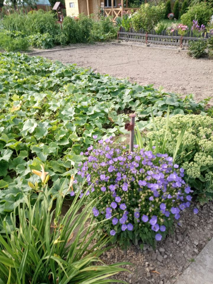 Działka rod Franciszków, ul. Szeroka. Zdjęcie 6