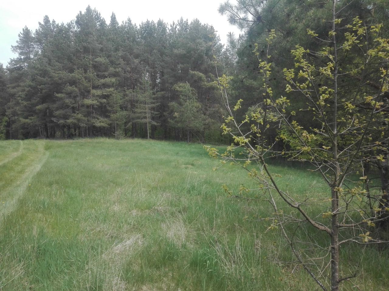 Działka Gawiniańce. Zdjęcie 2