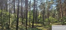 Działka leśna Łomazy. Zdjęcie 2