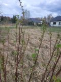 Działka budowlana Łbiska, ul. Władysława Jagiełły. Zdjęcie 3