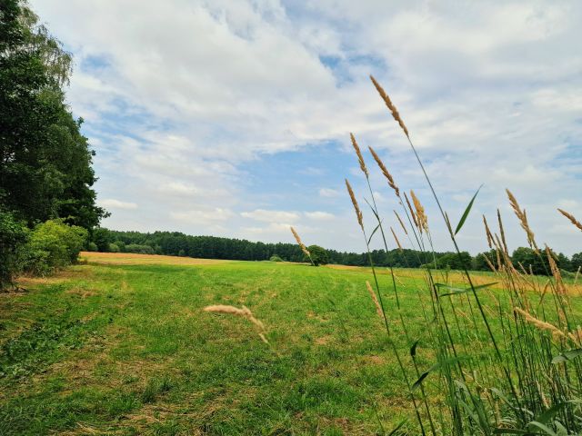 Działka rolno-budowlana Ciosny. Zdjęcie 1