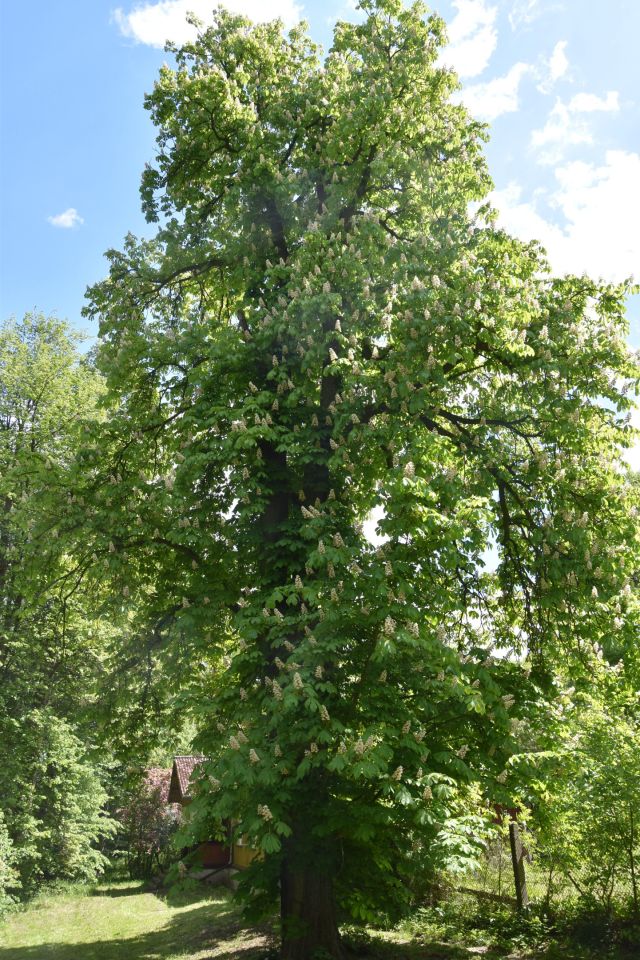 dom wolnostojący, 7 pokoi Tomaszów Mazowiecki Nagórzyce, ul. Starowiejska. Zdjęcie 13