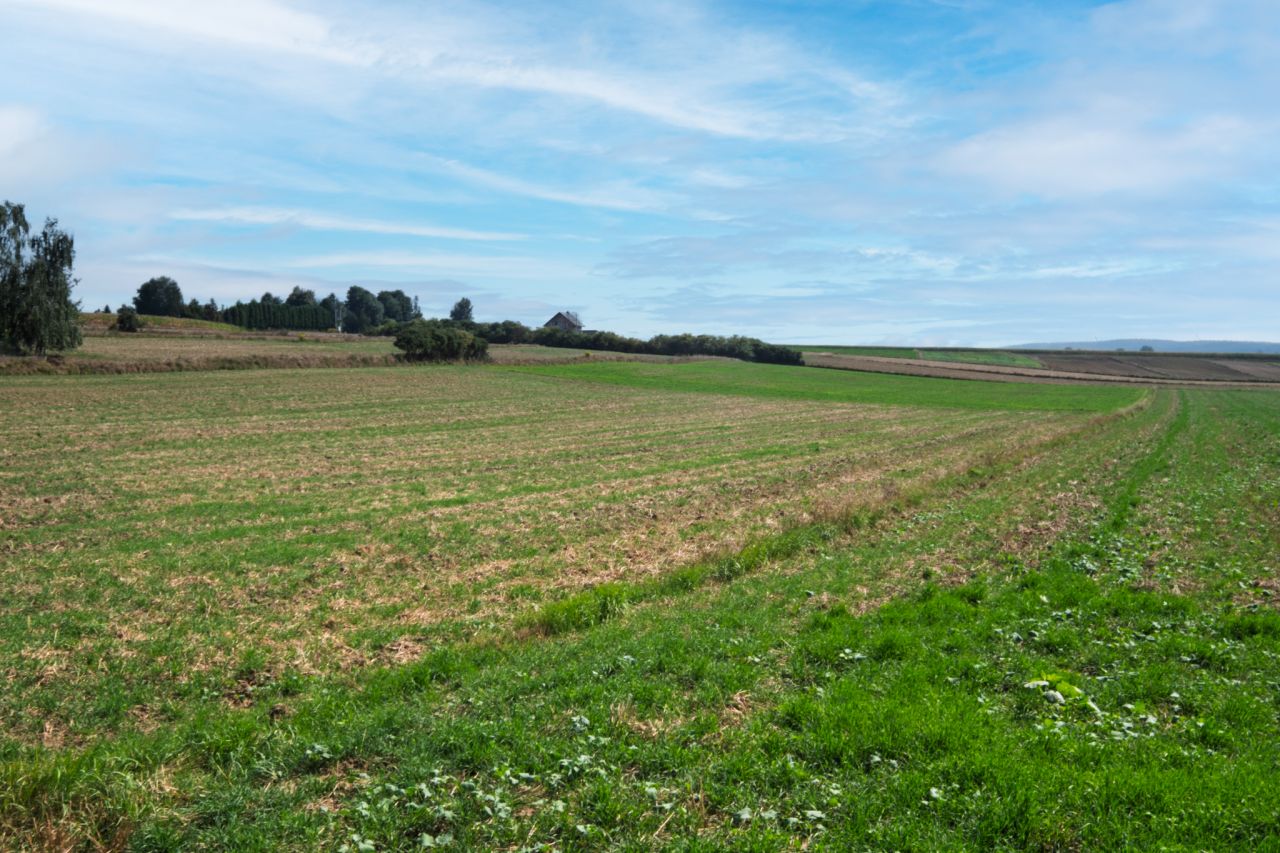 Działka budowlana Sieciechowice, ul. Wspólna. Zdjęcie 6