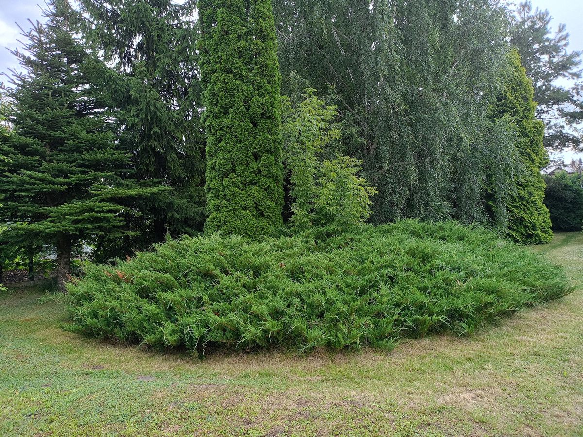 dom wolnostojący Bieniewice, ul. Południowa. Zdjęcie 4