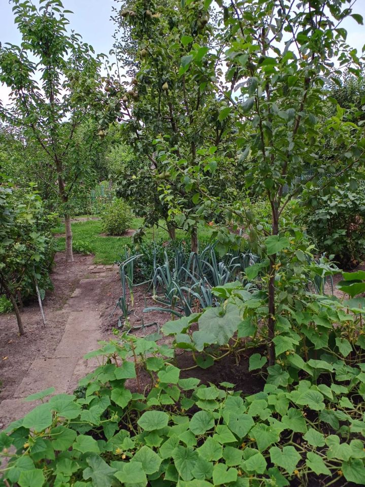 Działka rod Łódź Górna, ul. Tabelowa