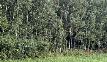 Działka leśna Zagórze Świtałówka