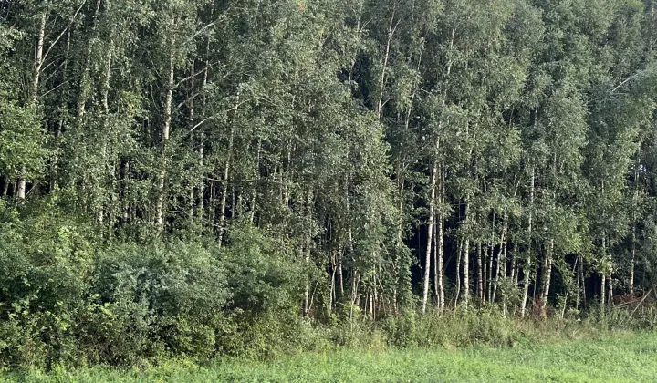 Działka leśna Zagórze Świtałówka