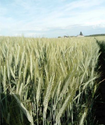 Działka rolna Łążyn. Zdjęcie 1