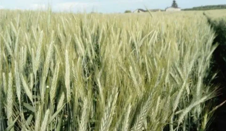 Działka rolna Łążyn