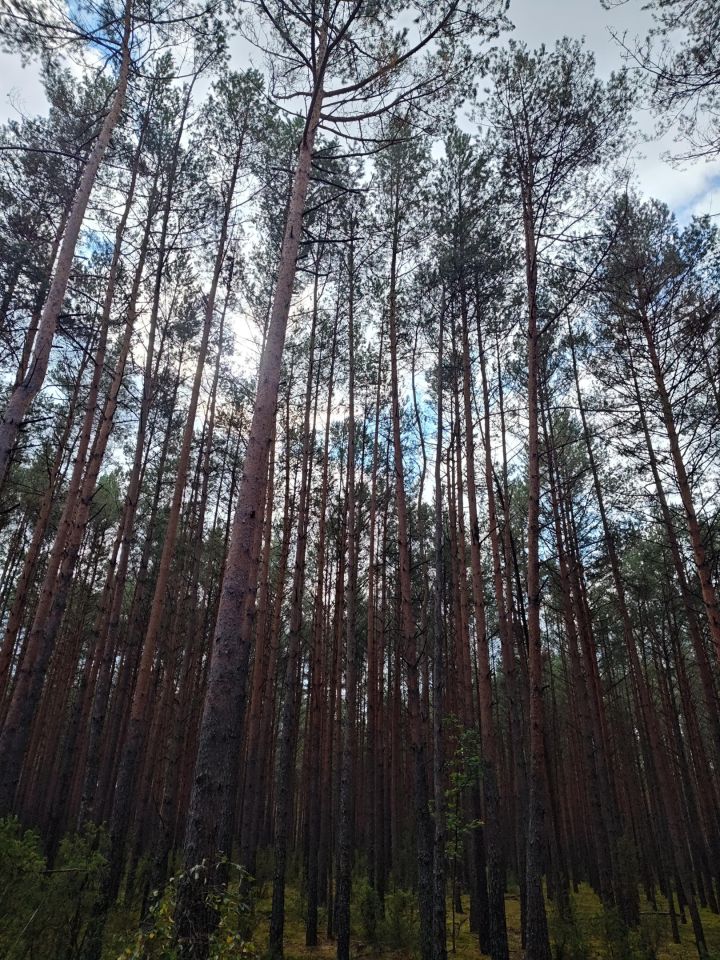 Działka leśna Lipniak-Majorat. Zdjęcie 12