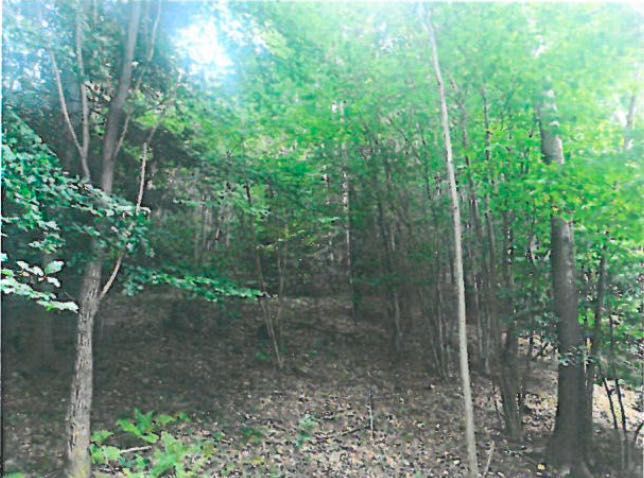 Działka leśna Poręba. Zdjęcie 3