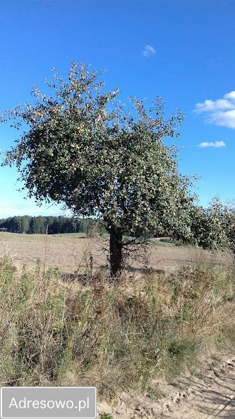 Działka rolna Pajtuny. Zdjęcie 4