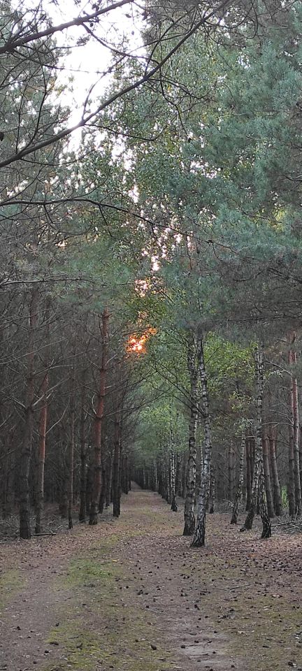 Działka leśna Służewo-Pole. Zdjęcie 2