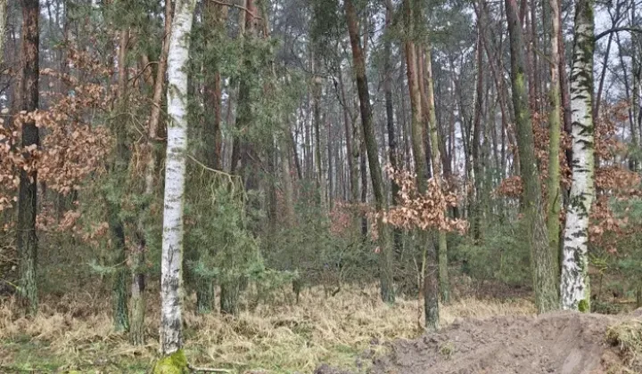 Działka leśna Szczytniki Duchowne