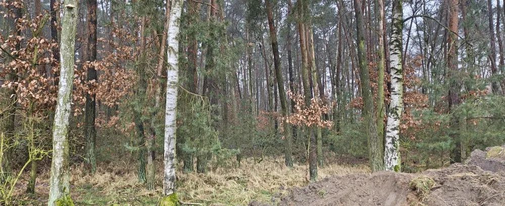 Działka leśna Szczytniki Duchowne. Zdjęcie 1