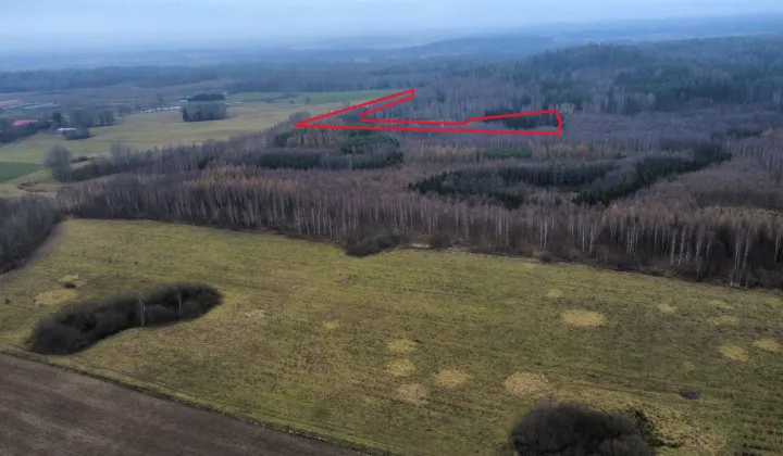 Działka leśna Niedbałki, brak