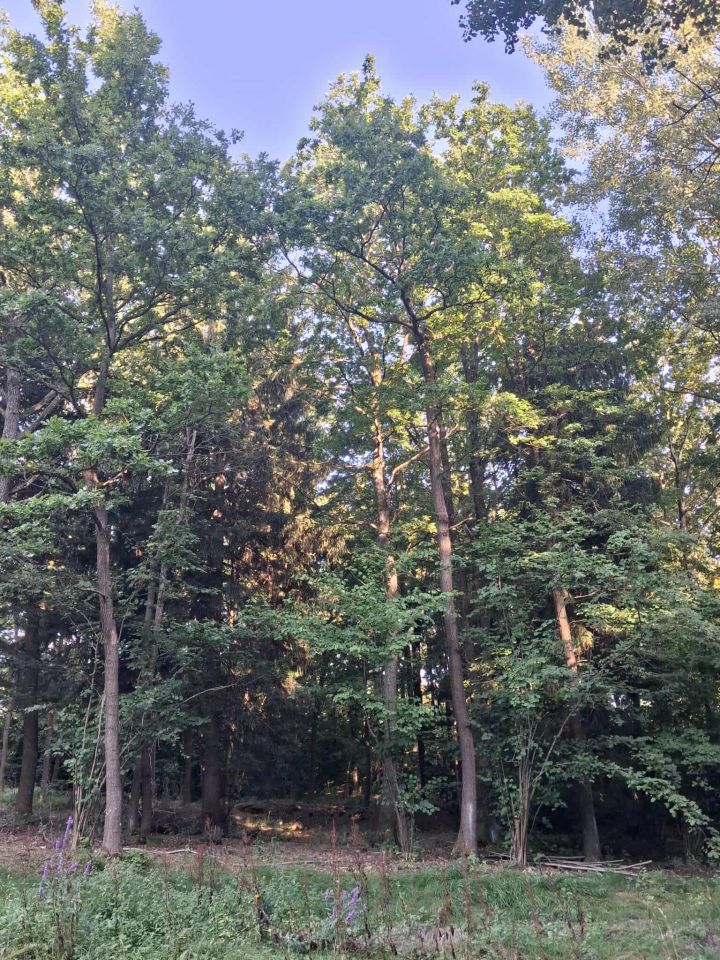 Działka leśna Wojciechów. Zdjęcie 4