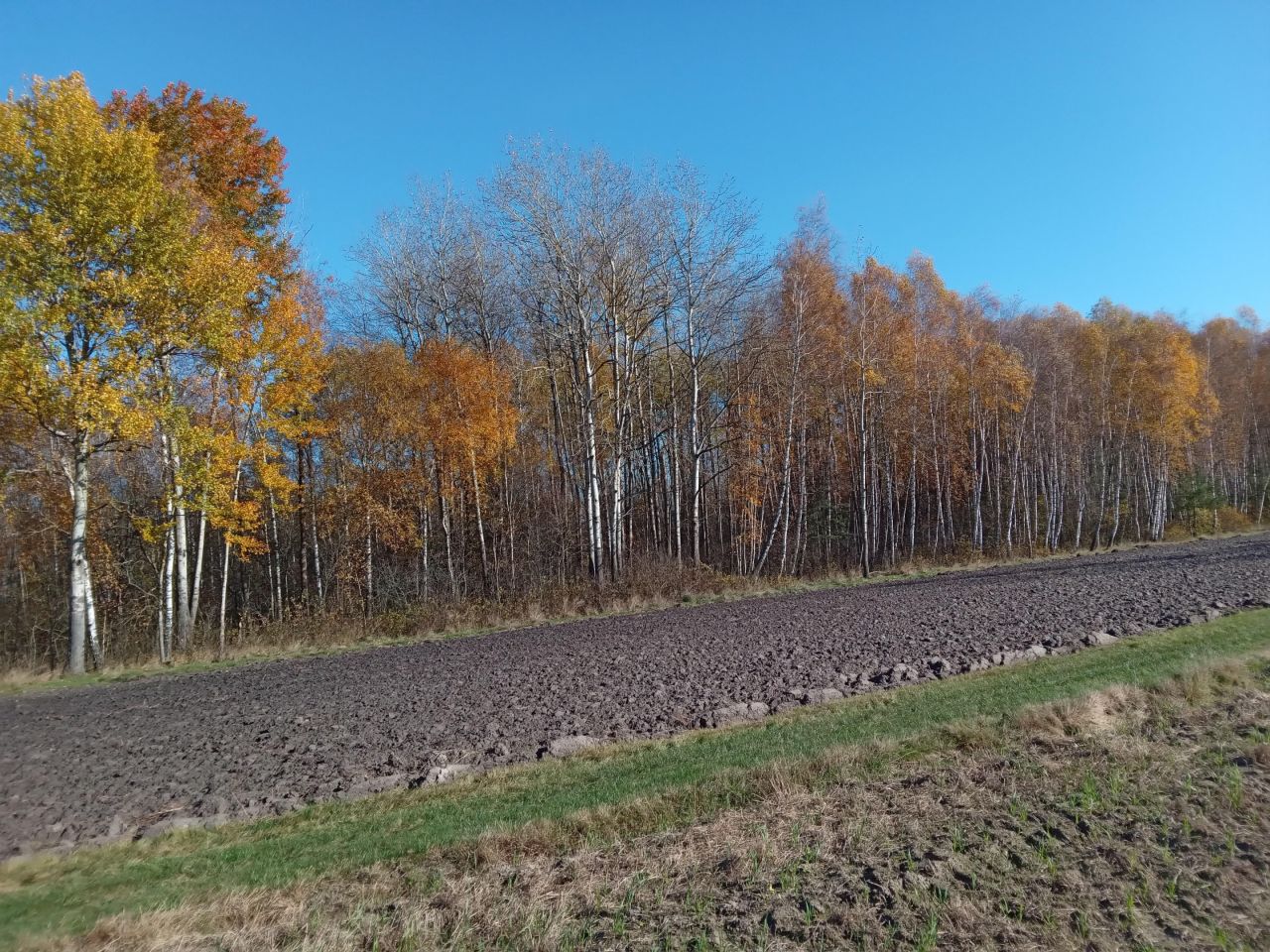 Działka rolna Leniuszki. Zdjęcie 4