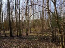 Działka siedliskowa Puszcza Mariańska. Zdjęcie 3