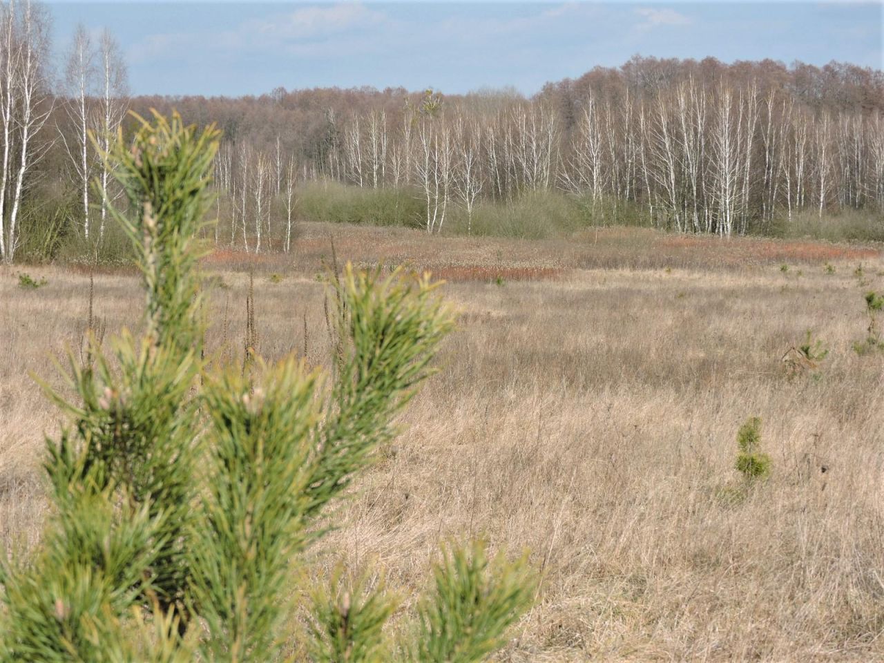 Działka rolno-budowlana Wiejca. Zdjęcie 4