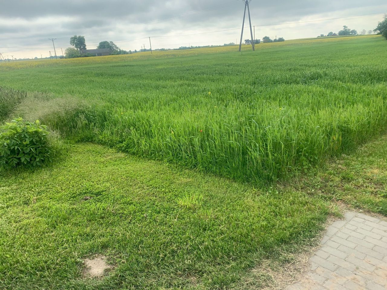 Działka rolno-budowlana Niemojewo. Zdjęcie 5