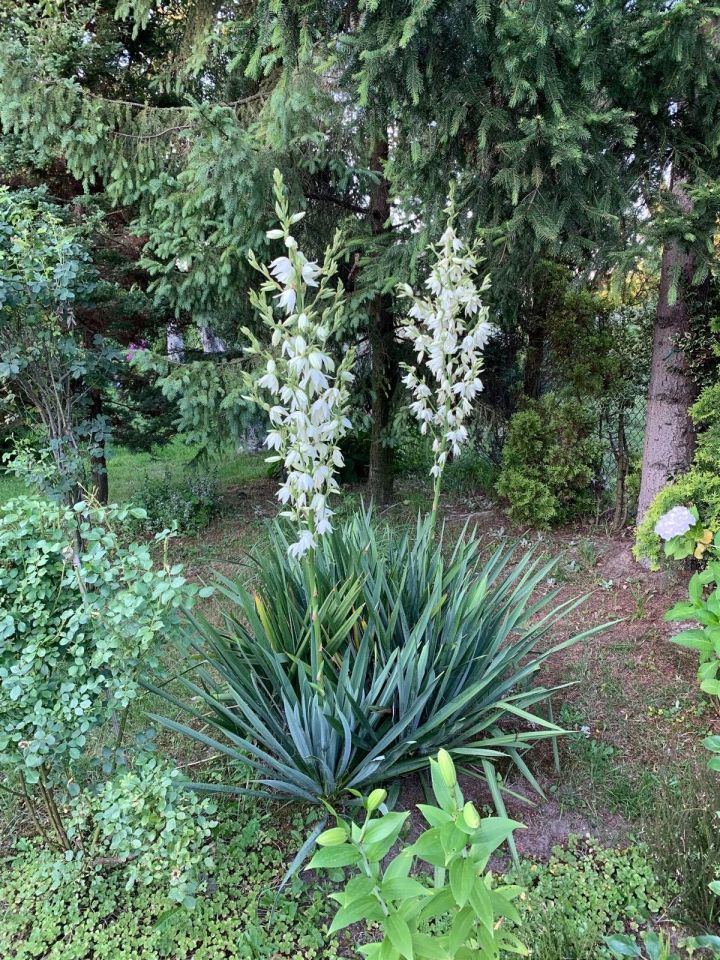 Działka rod Żory. Zdjęcie 7