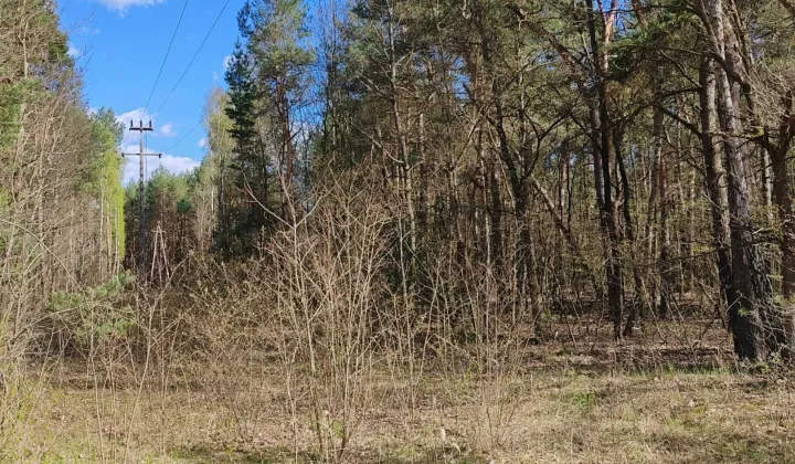 Działka leśna Mniszek