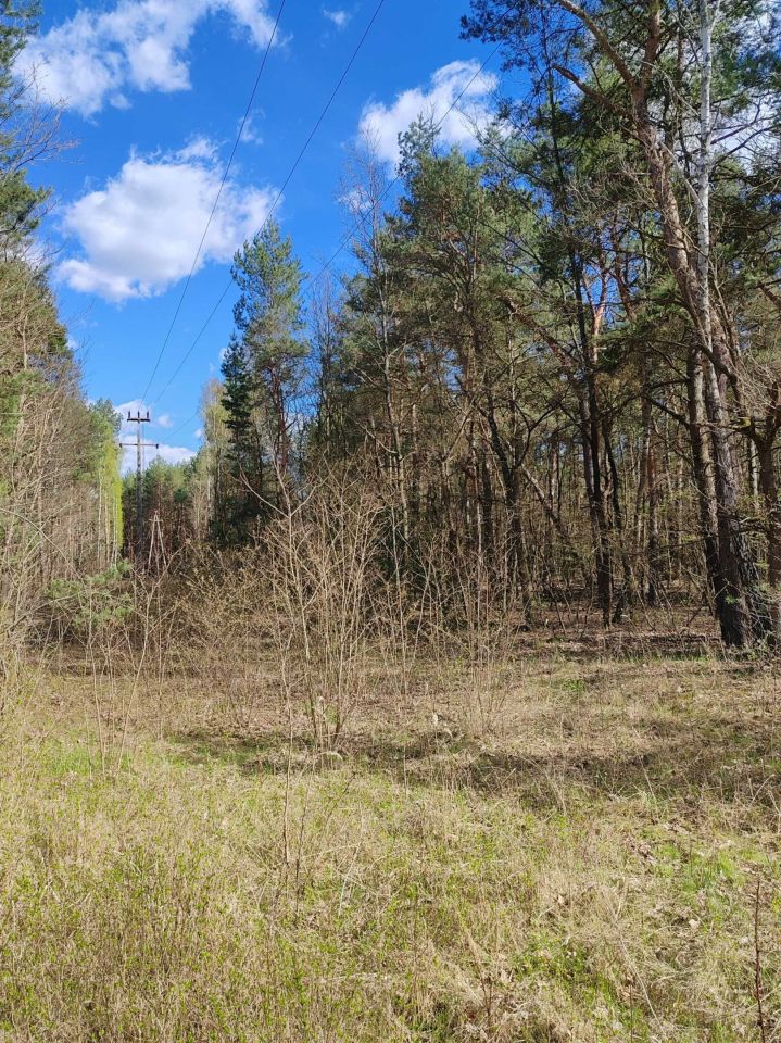 Działka leśna Mniszek. Zdjęcie 1