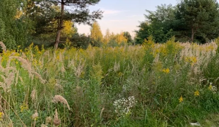 Działka budowlana Brzezinka Średzka, ul. Akacjowa