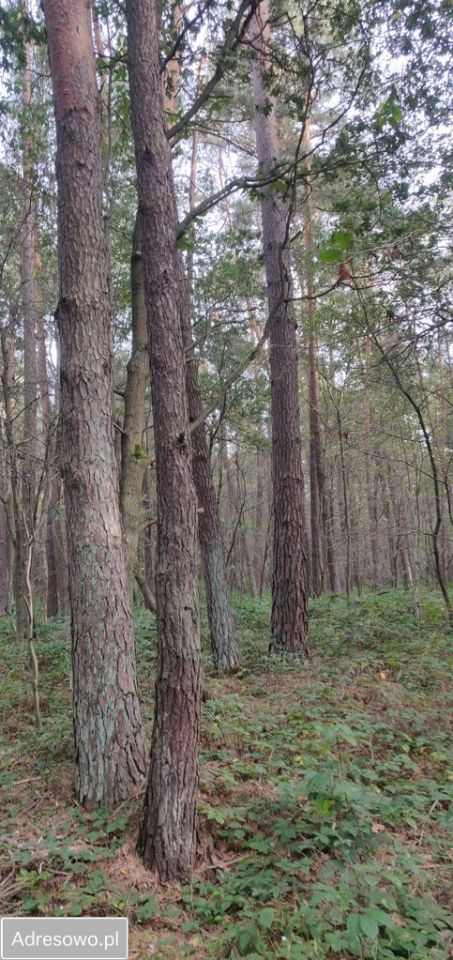 Działka leśna Biszcza. Zdjęcie 5