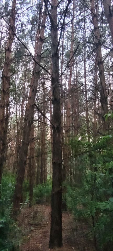 Działka leśna Sinogóra. Zdjęcie 2