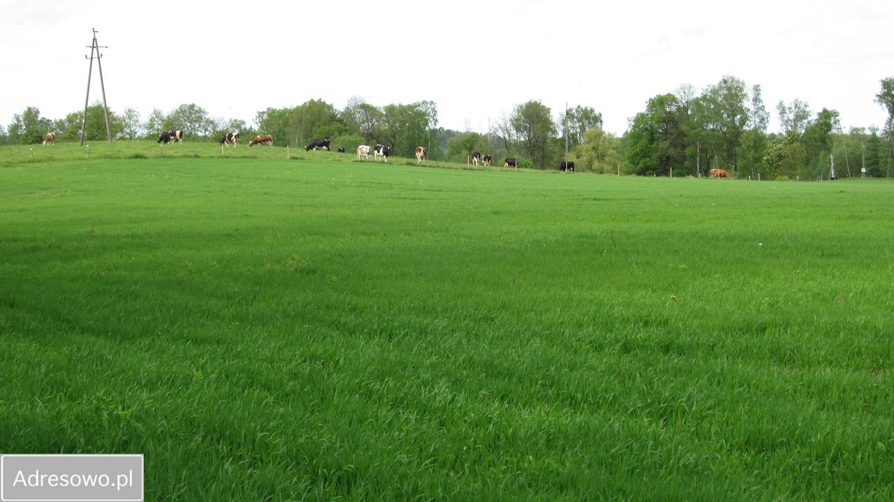 siedlisko Bornity. Zdjęcie 5