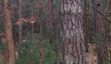 Działka leśna Opole Lubelskie Zagrody, ul. Zagrody