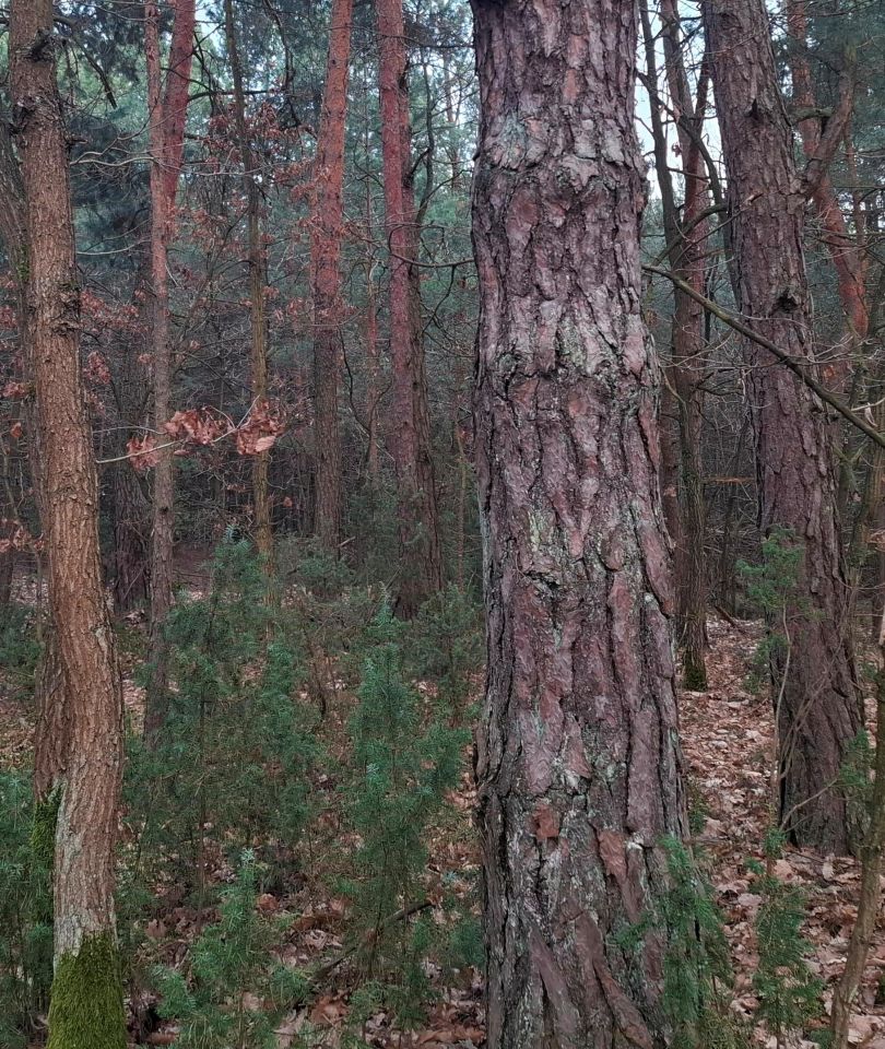 Działka leśna Opole Lubelskie Zagrody, ul. Zagrody. Zdjęcie 2