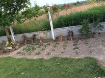 Działka rekreacyjna Trzebnica, ul. Prusicka. Zdjęcie 2