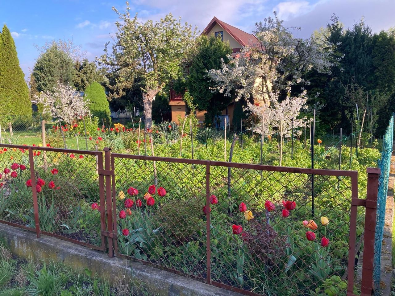 Działka rod Toruń, ul. Stanisława Przybyszewskiego