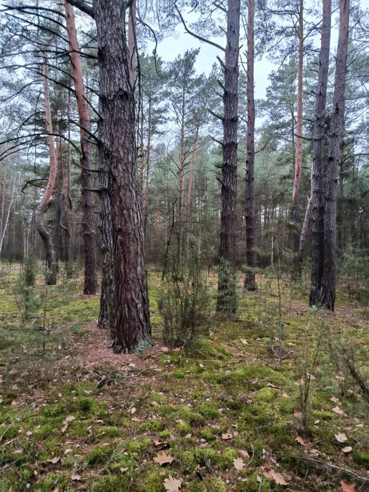 Działka leśna Osiedle Wilga, ul. Sarenek. Zdjęcie 5