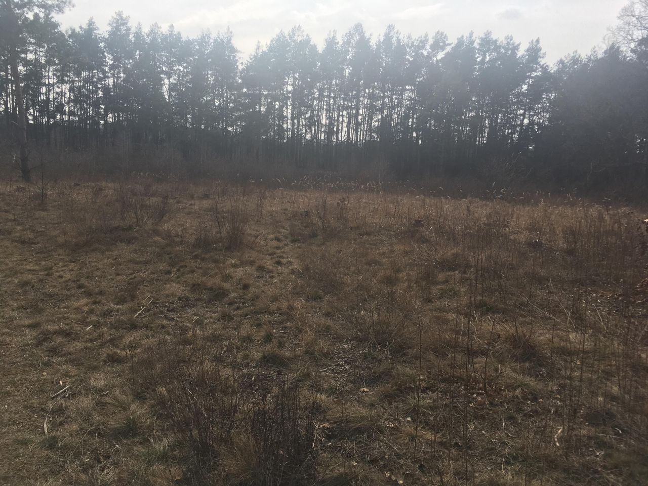 Działka rolno-budowlana Topolina, ul. Graniczna. Zdjęcie 4