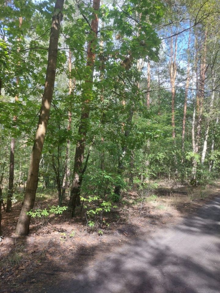 Działka leśna Czerwonka-Gozdów. Zdjęcie 5