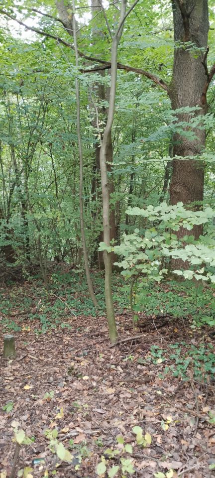 Działka leśna Osobnica Wysłanka, Osobnica. Zdjęcie 9