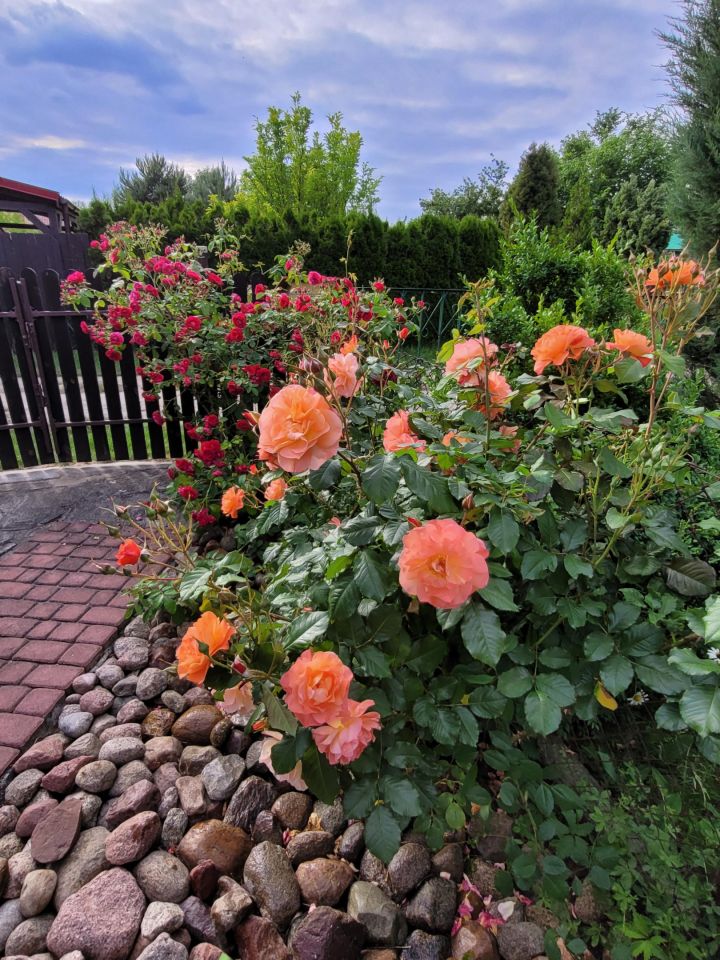 Działka rod Kulów. Zdjęcie 7