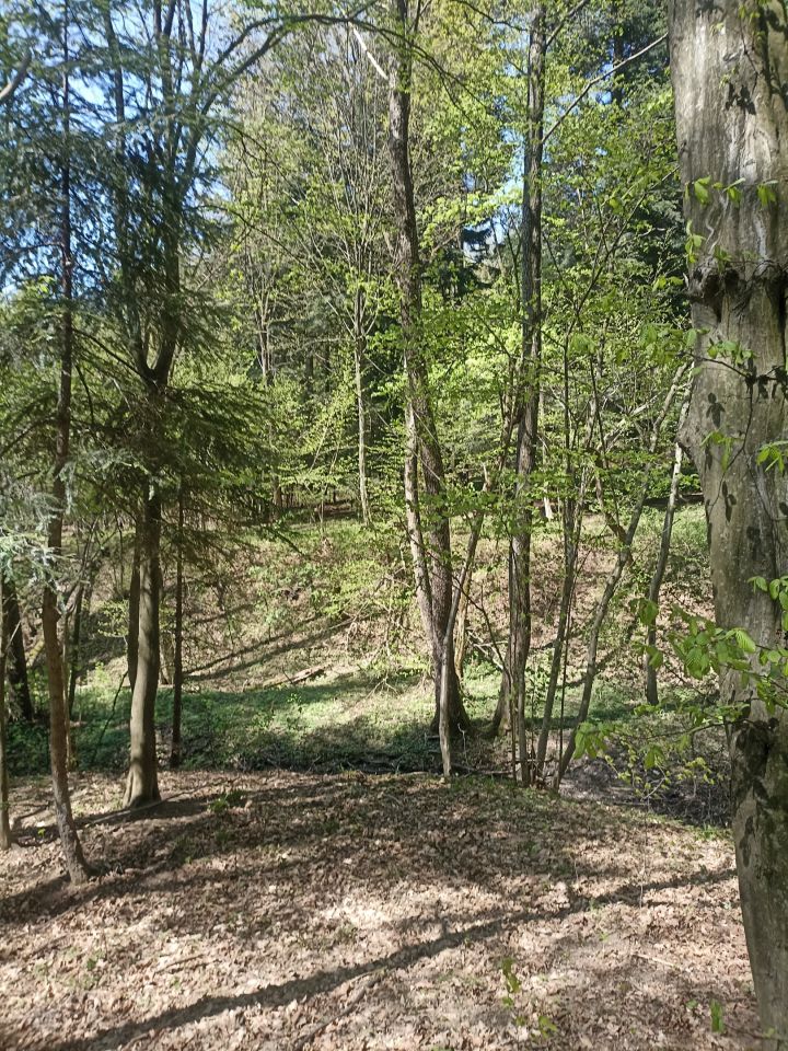 Działka leśna Karwodrza. Zdjęcie 11