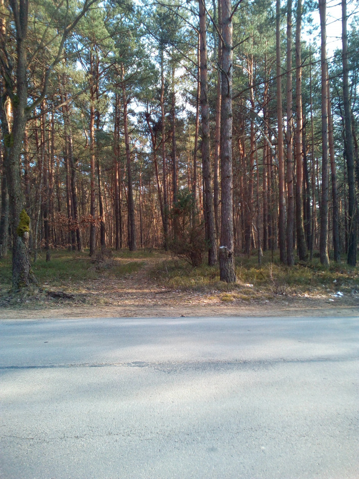 Działka leśna Ostrów, ul. Jurajska