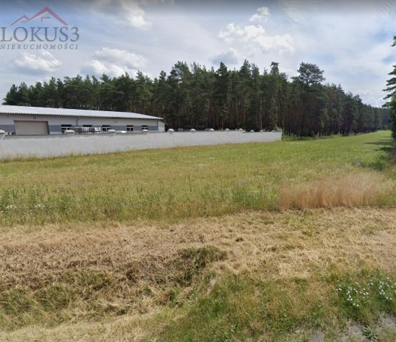 Działka leśna Turze. Zdjęcie 1